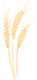 ears of wheat.